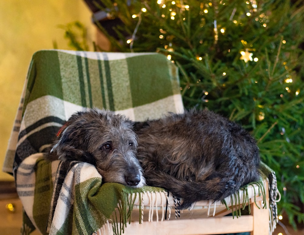 a dog that is laying down on a chair