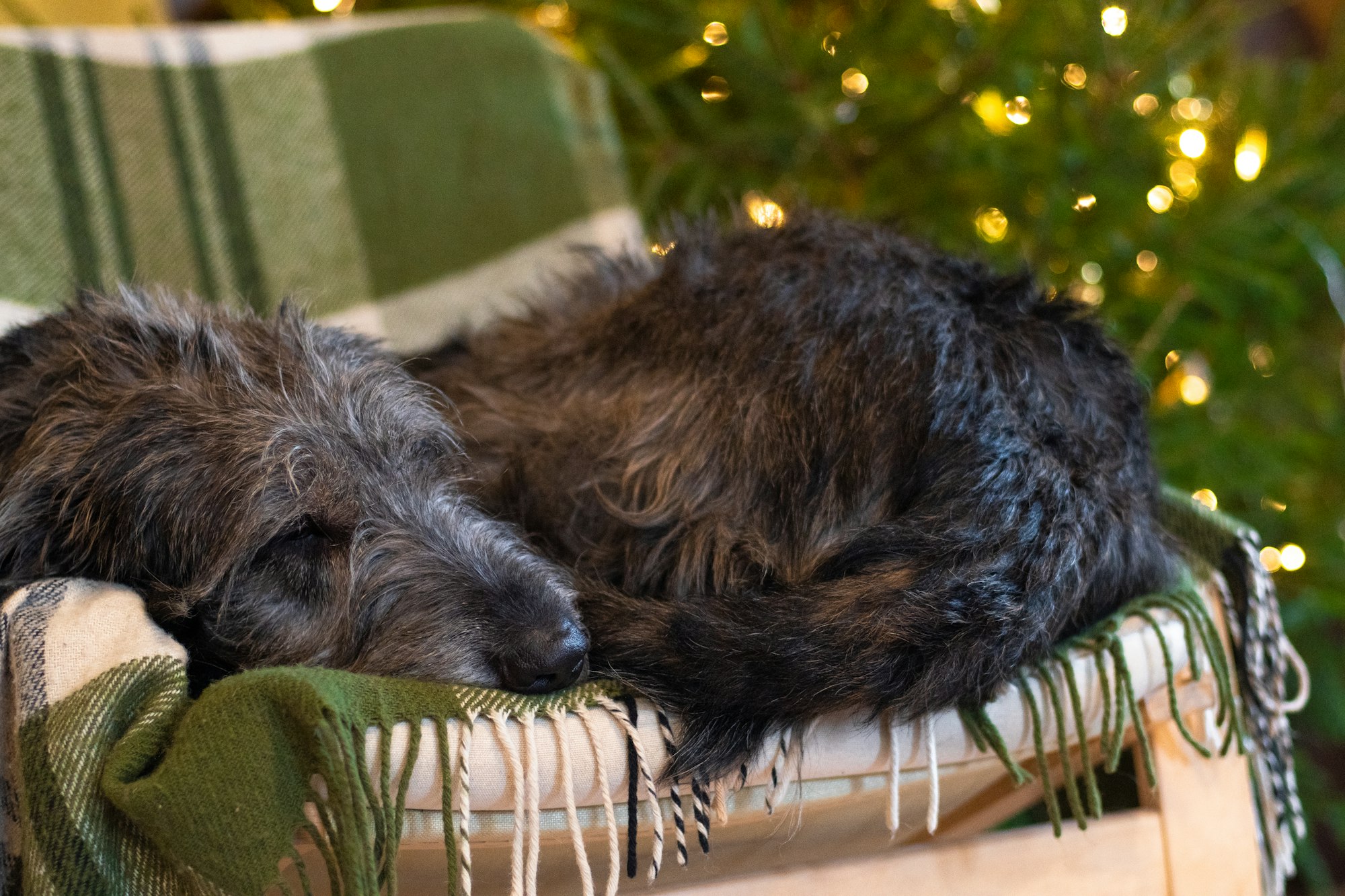 a Scottish Terrier dog sleeping on a chair next to a christmas tree