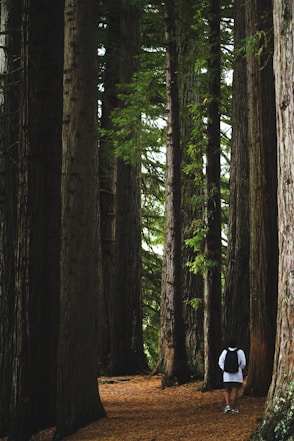 a person standing in the middle of a forest