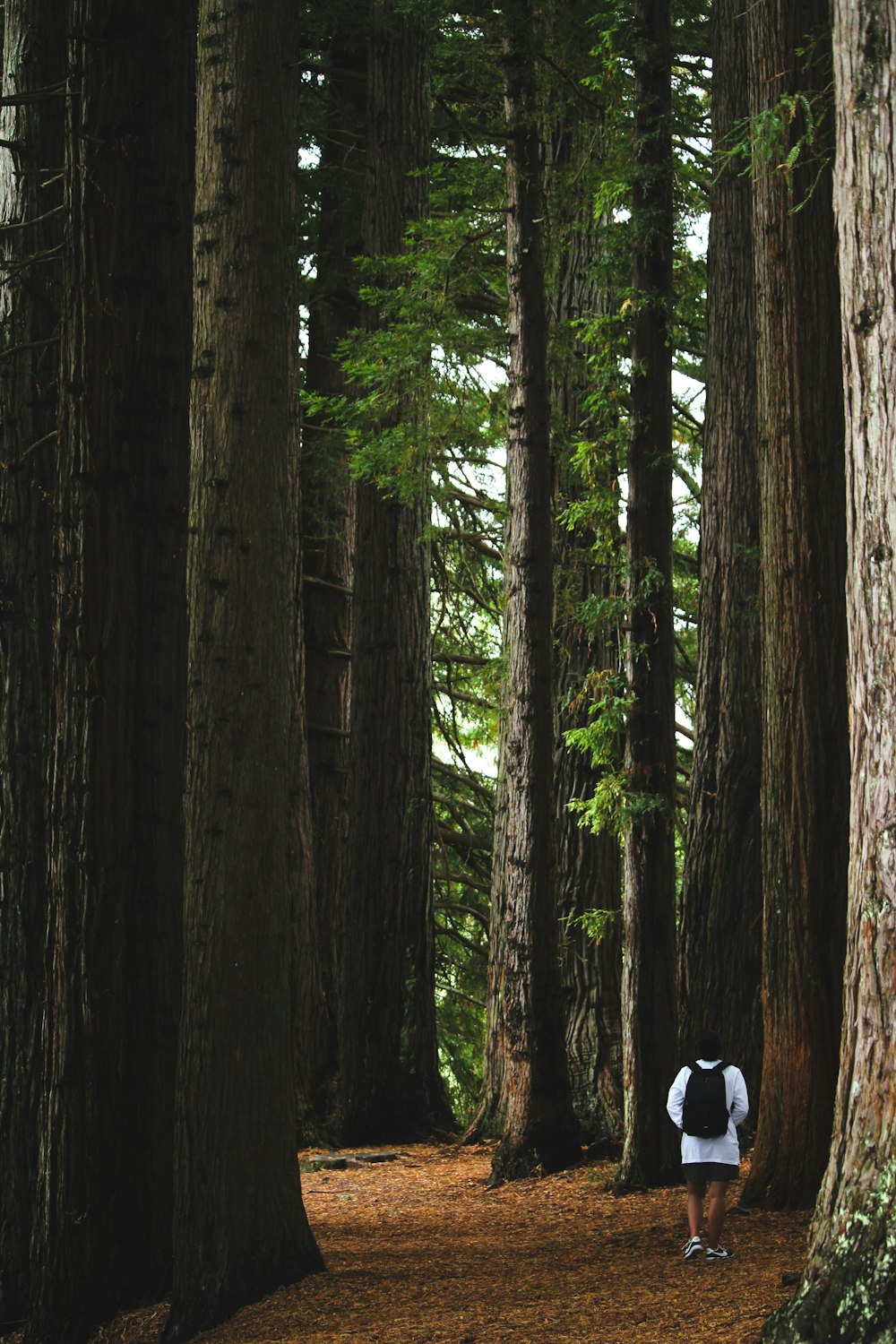 a person standing in the middle of a forest