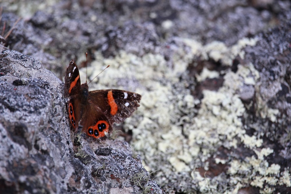 a red and black butterfly sitting on a rock