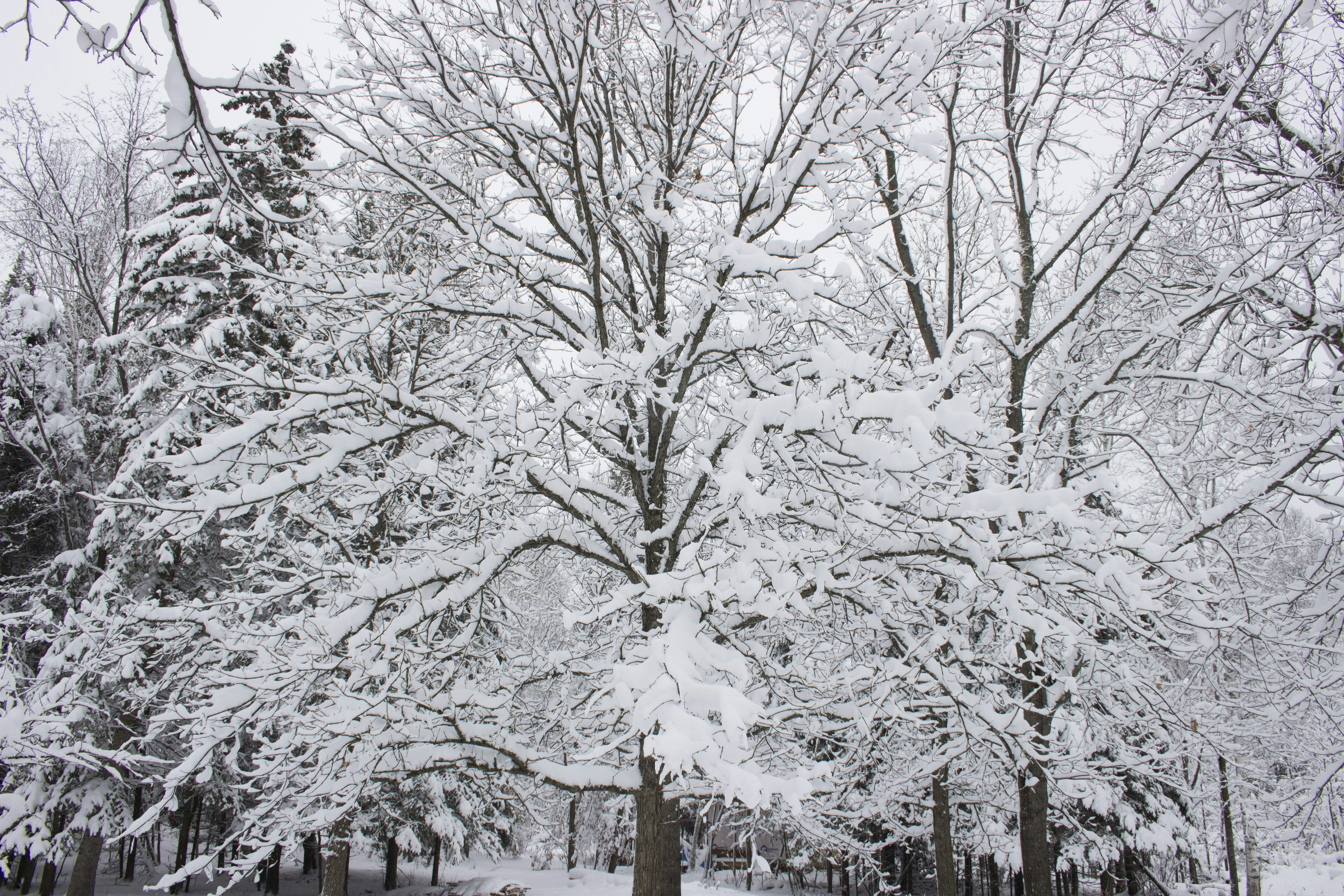 a snow covered park with trees and benches