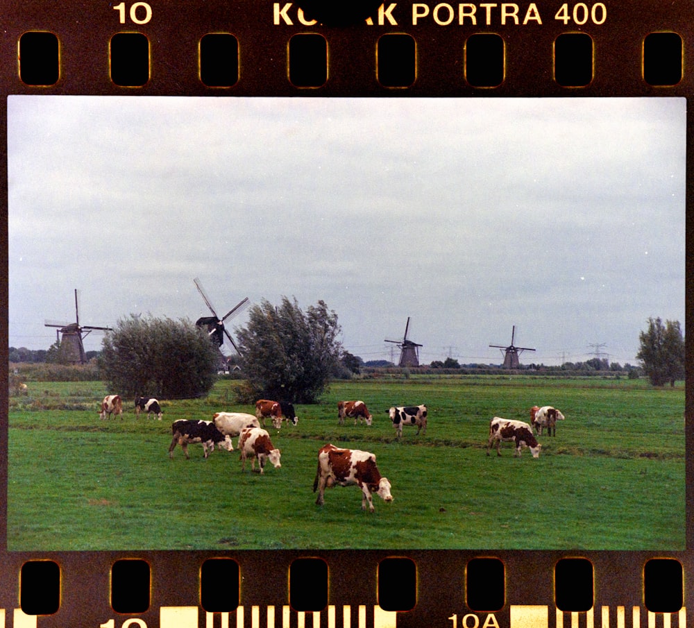 a group of cows grazing on a lush green field