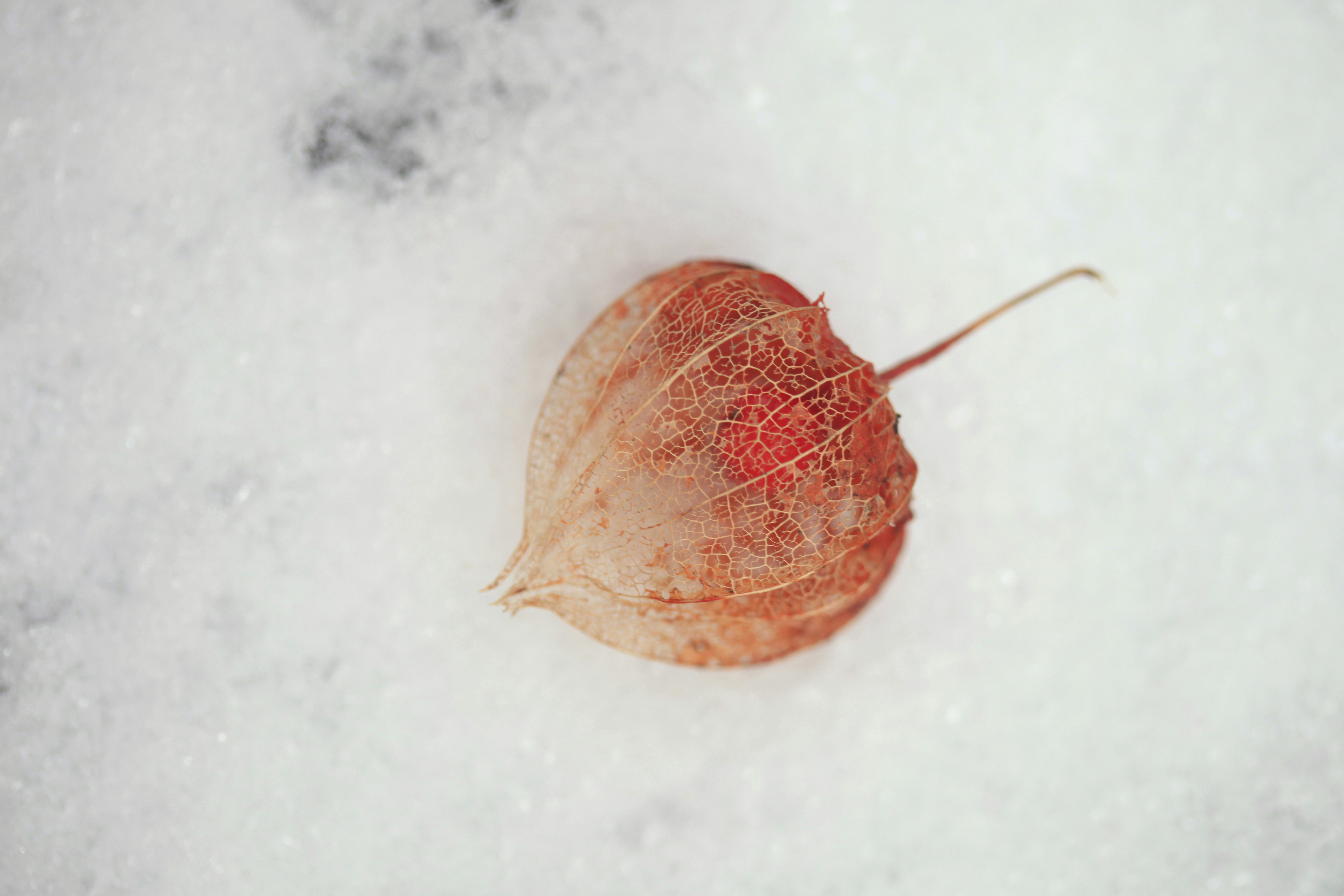 une feuille qui pond dans la neige