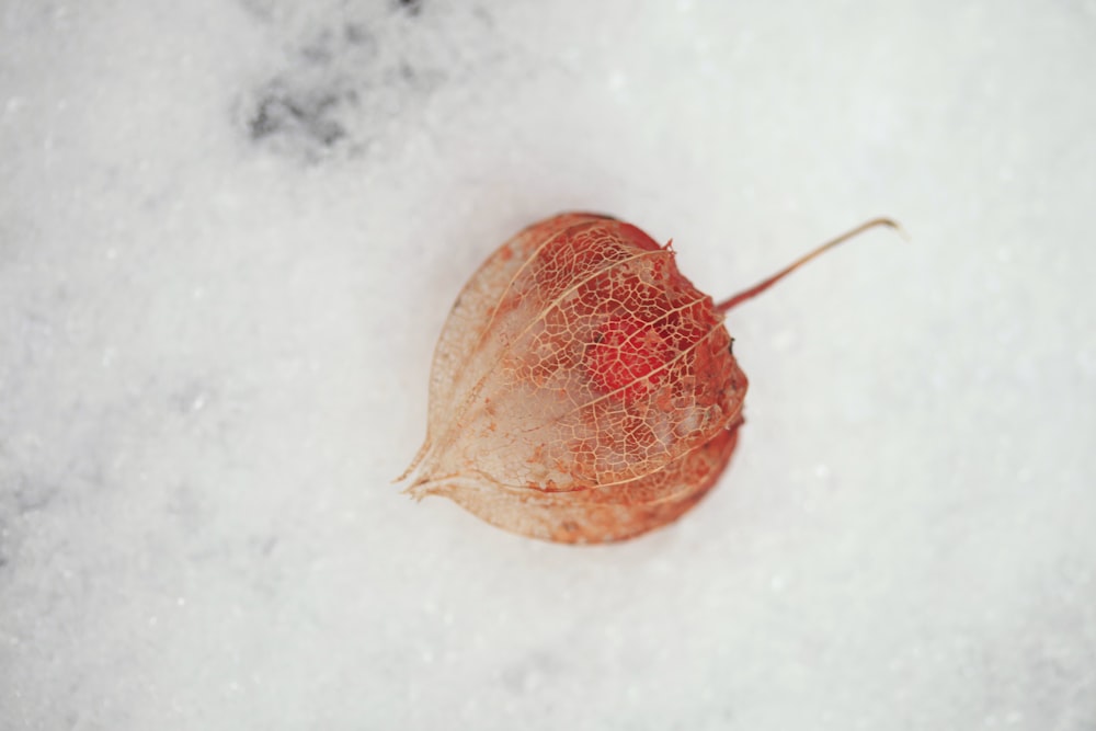 a leaf that is laying in the snow