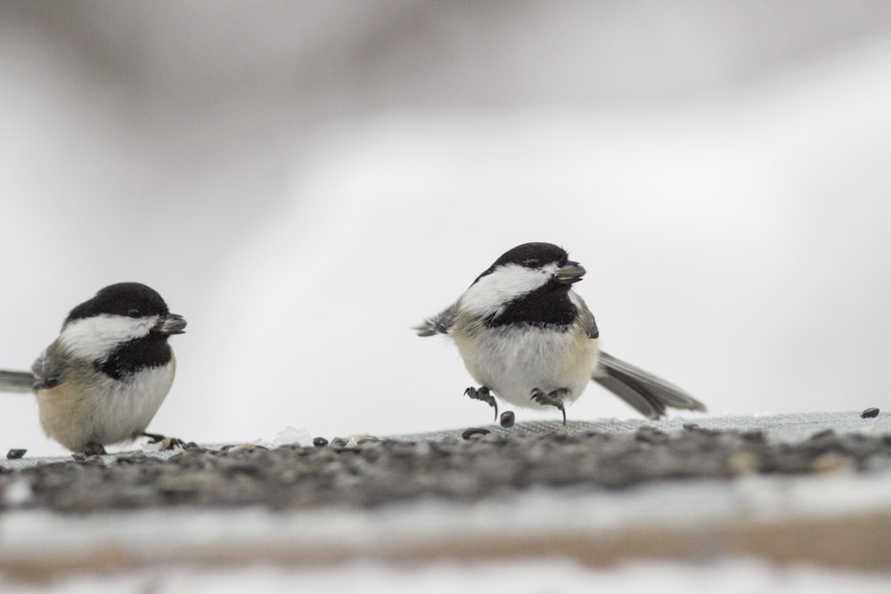 two small black and white birds standing on a ledge