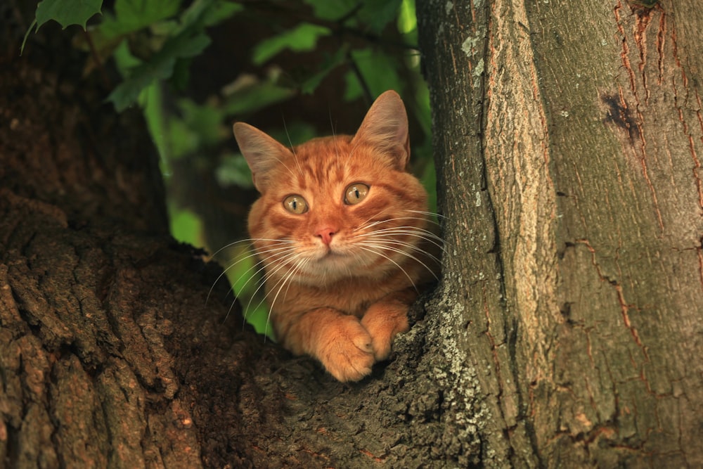 나무 한가운데에 앉아 있는 주황색 고양이