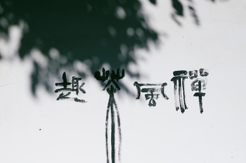 un'ombra di un albero e alcune scritte su un muro