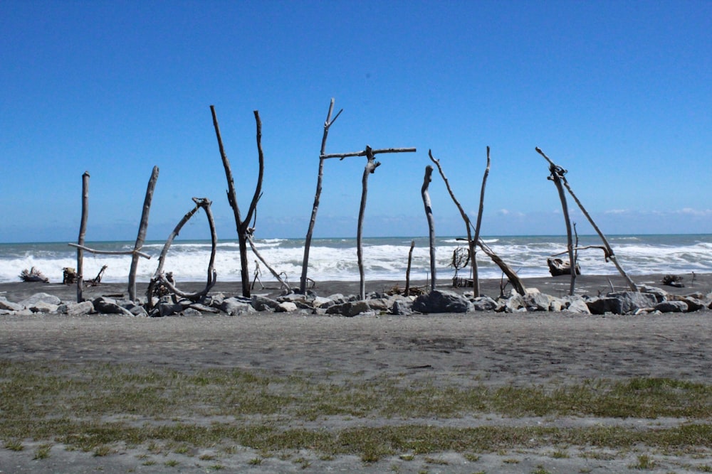 a bunch of sticks sticking out of the sand