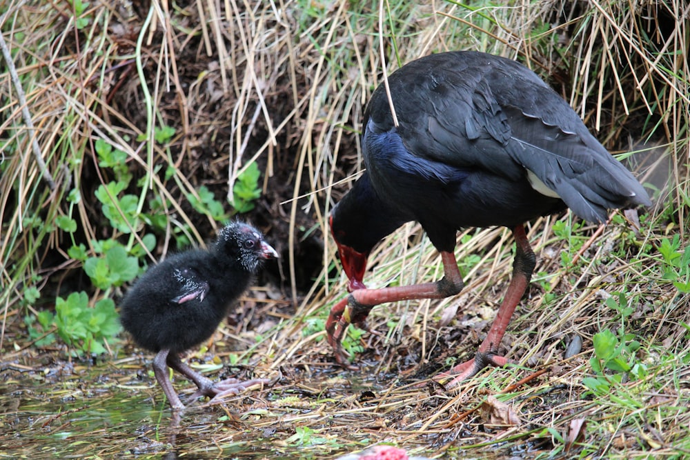 a bird and a baby bird standing in the grass