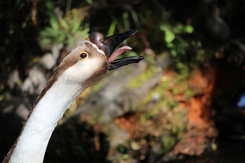 a close up of a bird with its beak open