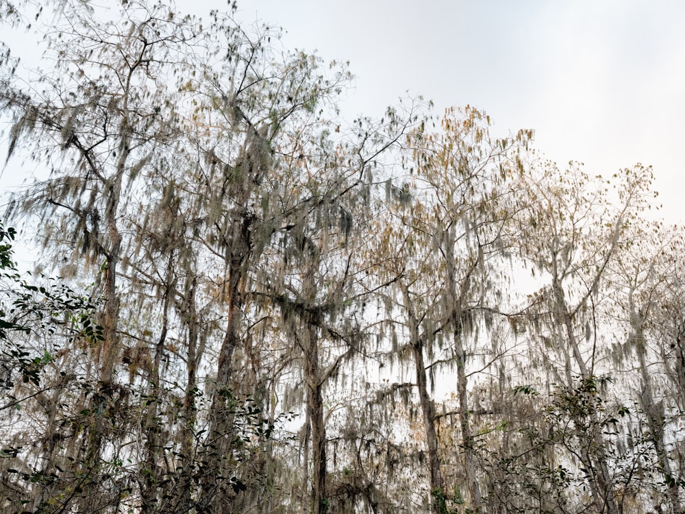 a forest filled with lots of trees covered in spanish moss