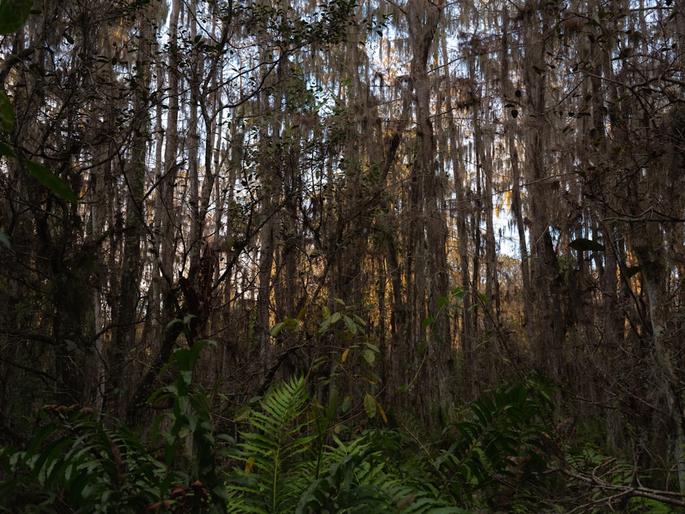 a lush green forest filled with lots of trees