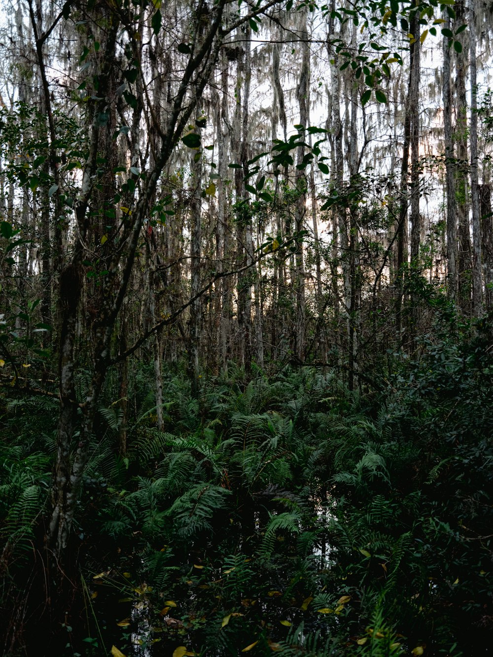 a forest filled with lots of trees and plants