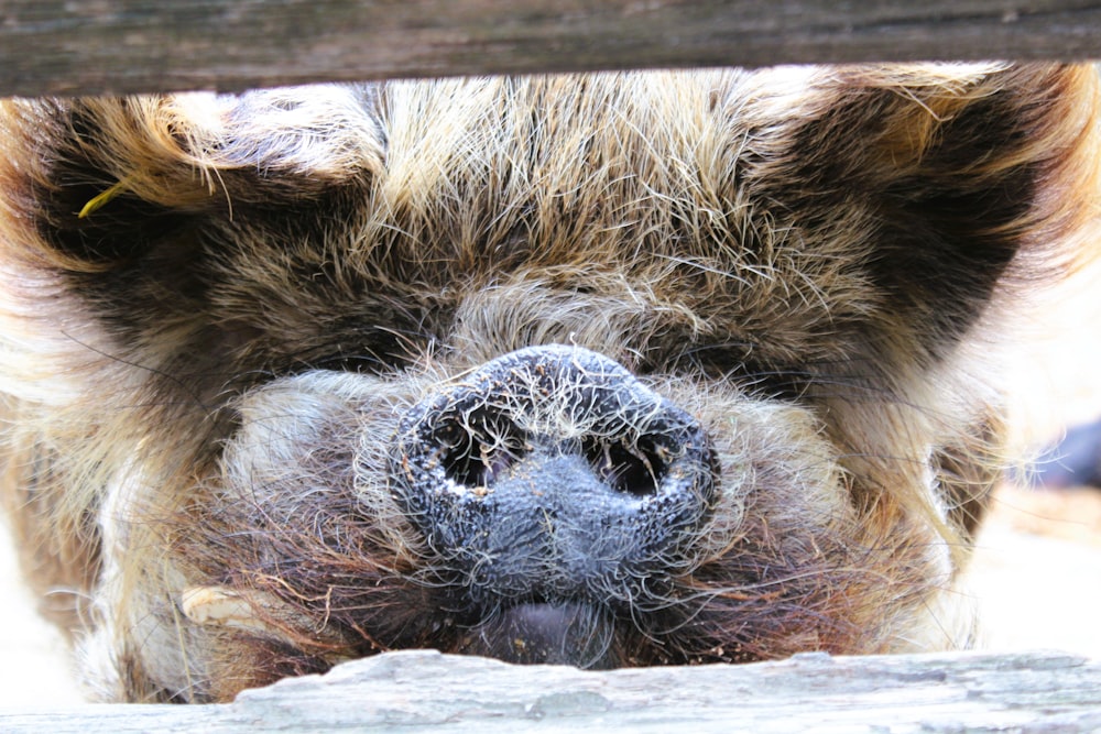 a close up of a pig's nose and nose