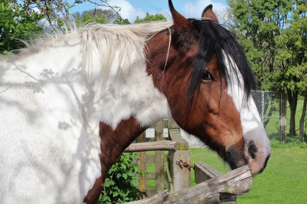 a brown and white horse standing next to a wooden fence