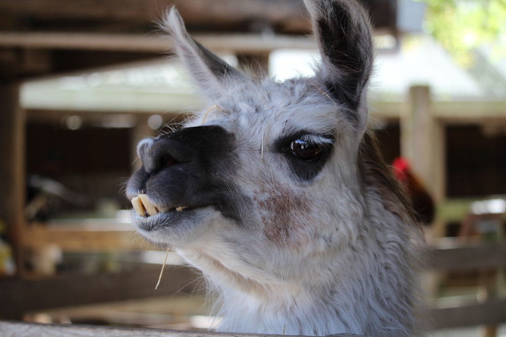 a close up of a llama's face with it's mouth open