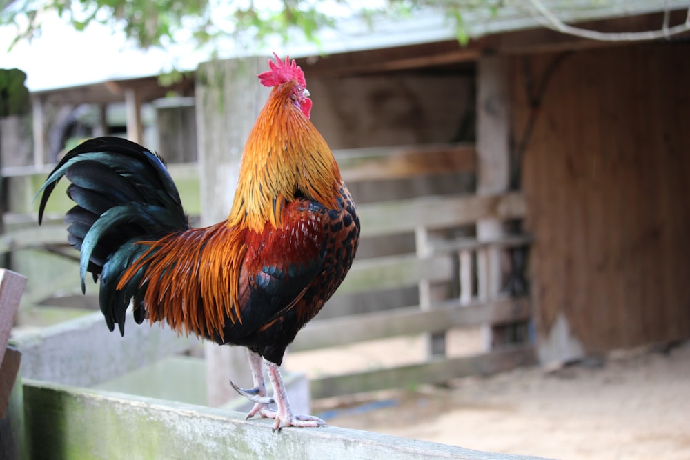 a rooster is standing on a wooden fence