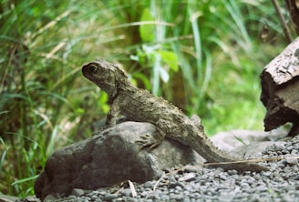 el tuatara, el lagarto más antiguo de Nueva Zelanda