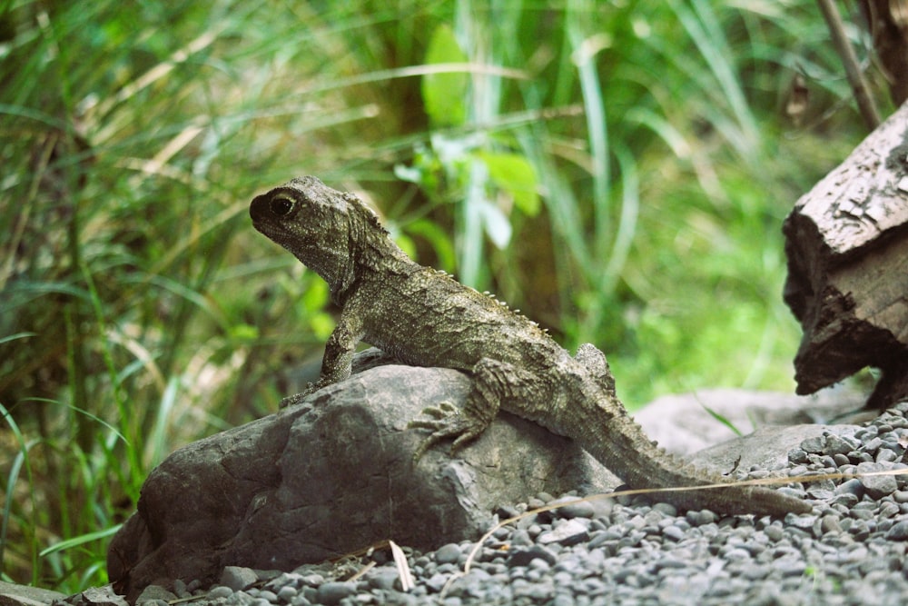 a lizard sitting on top of a rock in a forest