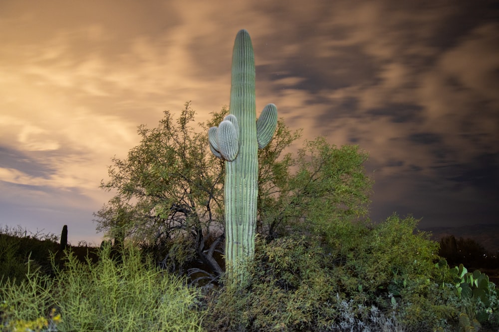 a large green cactus standing next to a tree