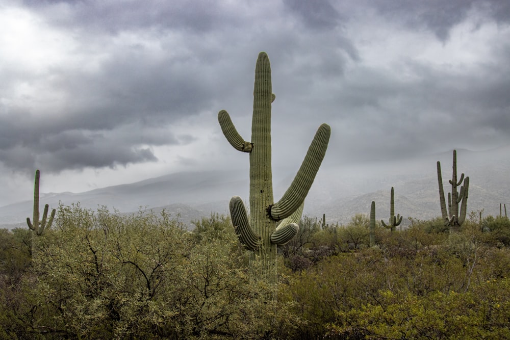 a large cactus in the middle of a desert