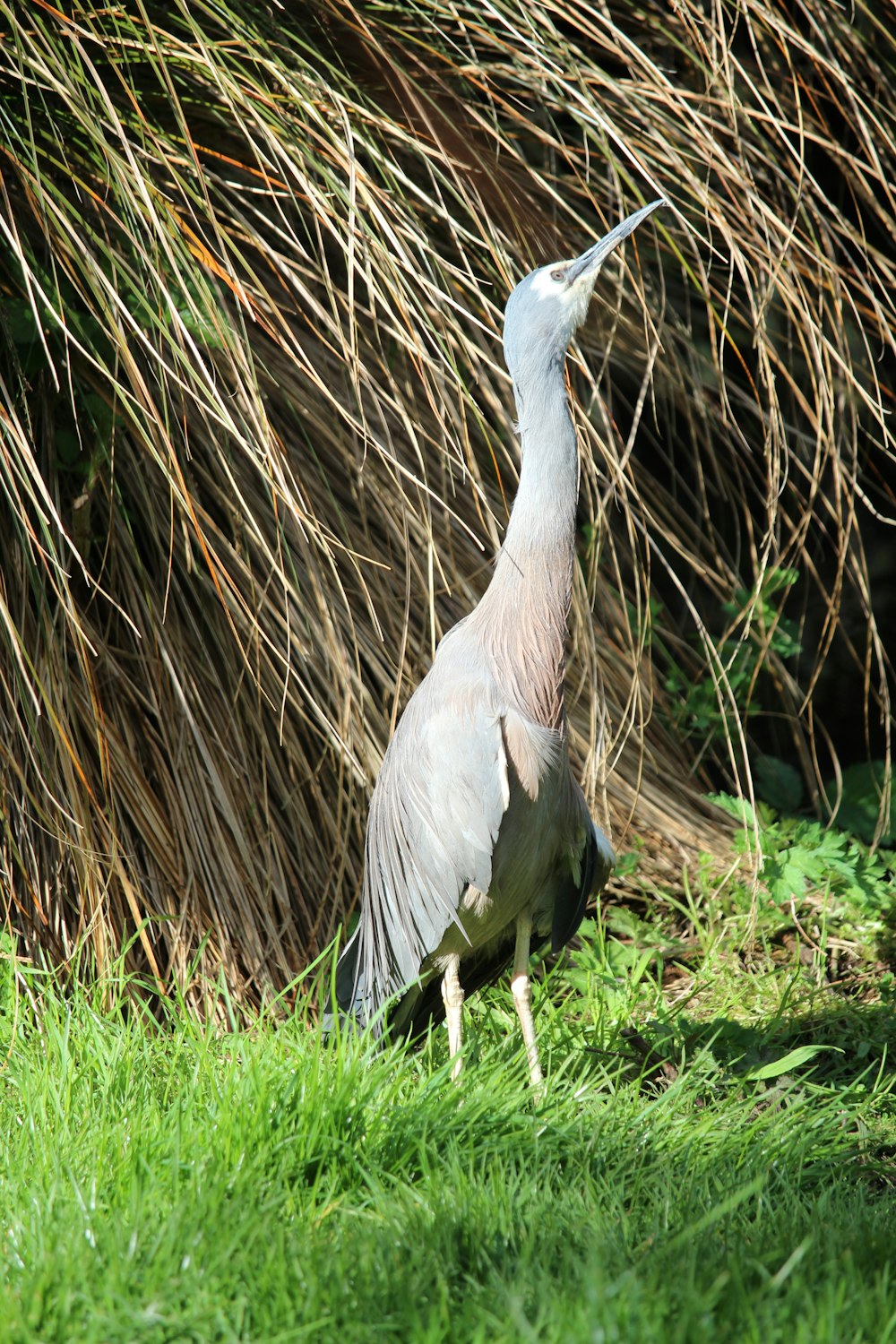 a bird with a long neck standing in the grass