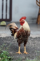 a brown and white rooster standing on top of a cement ground