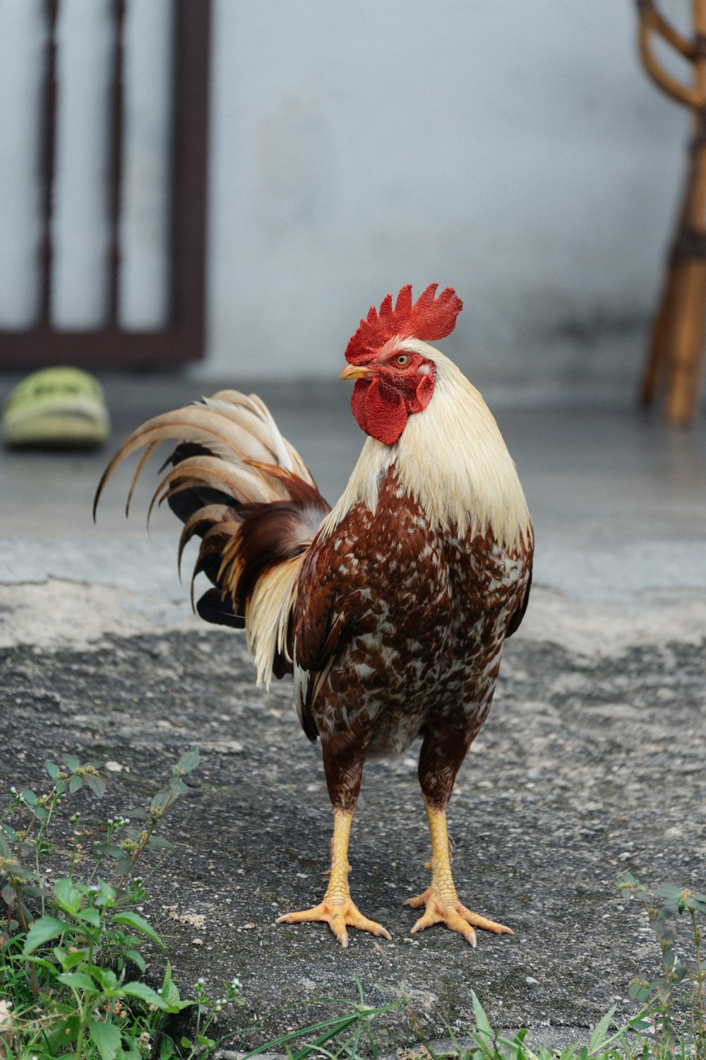 a brown and white rooster standing on top of a cement ground