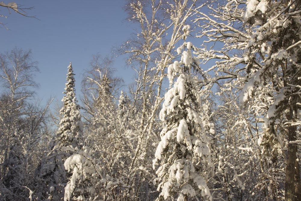 a snow covered forest filled with lots of trees