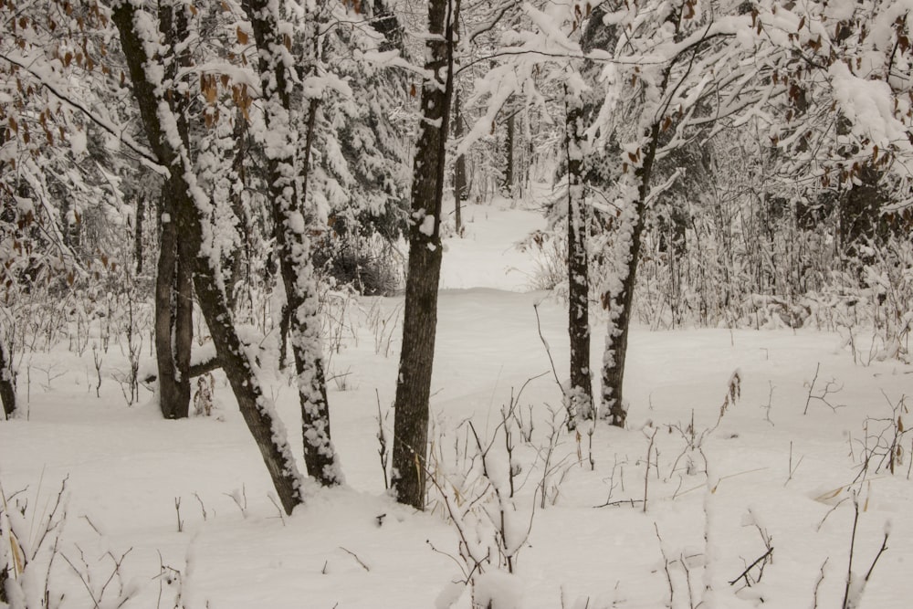 una foresta innevata piena di molti alberi