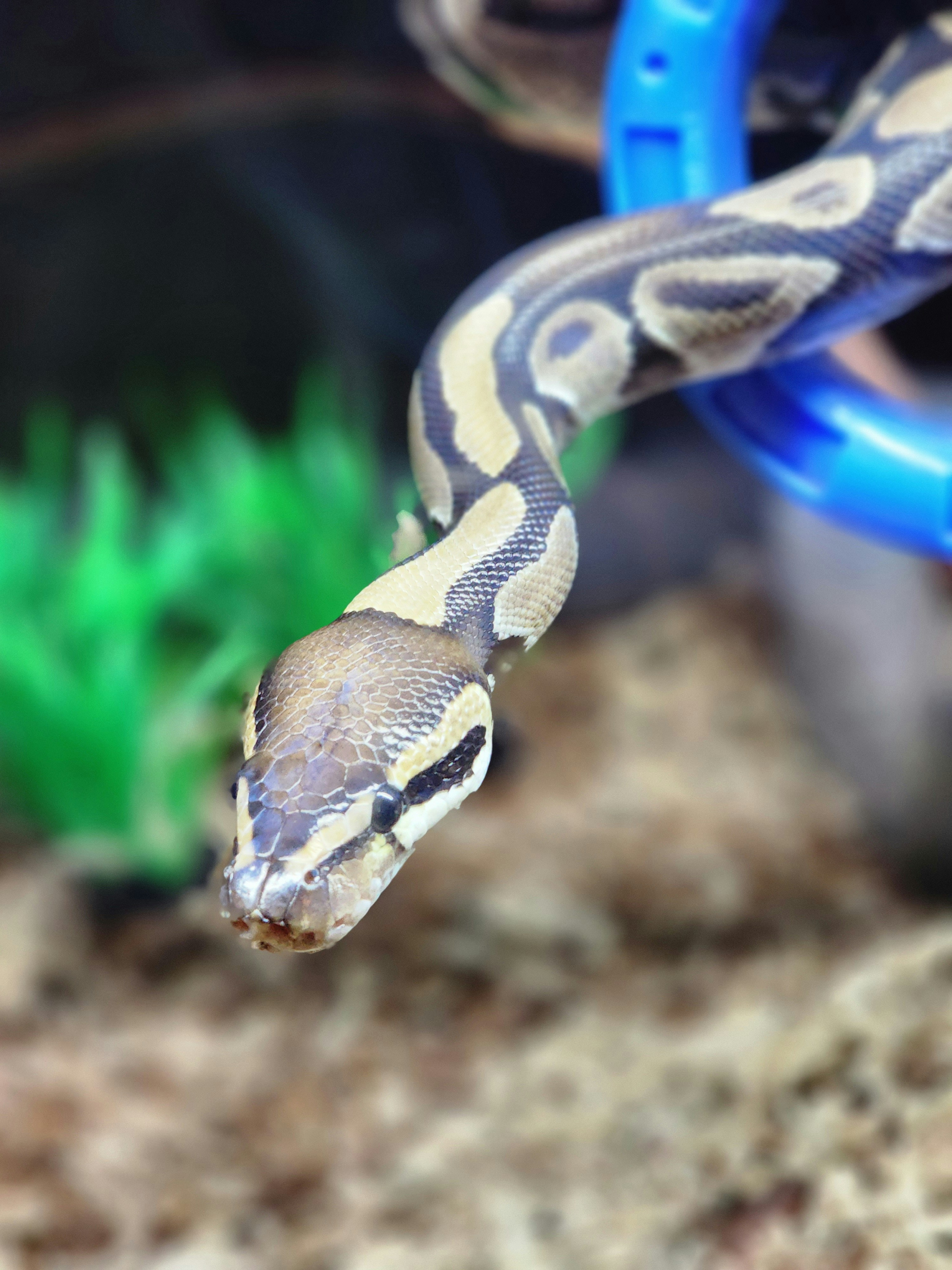 Ball Python close up
