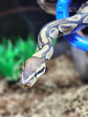 Close-up of a striking ball python with intricate patterns resting on natural wood.