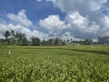 A vast green rice field with well-grown crops under a partly cloudy blue sky. In the background, there are a few buildings surrounded by trees and vegetation.