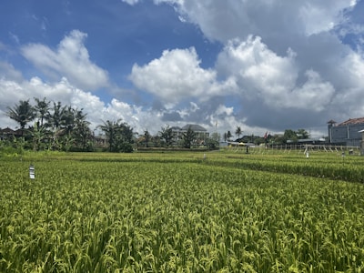 A vast green rice field with well-grown crops under a partly cloudy blue sky. In the background, there are a few buildings surrounded by trees and vegetation.