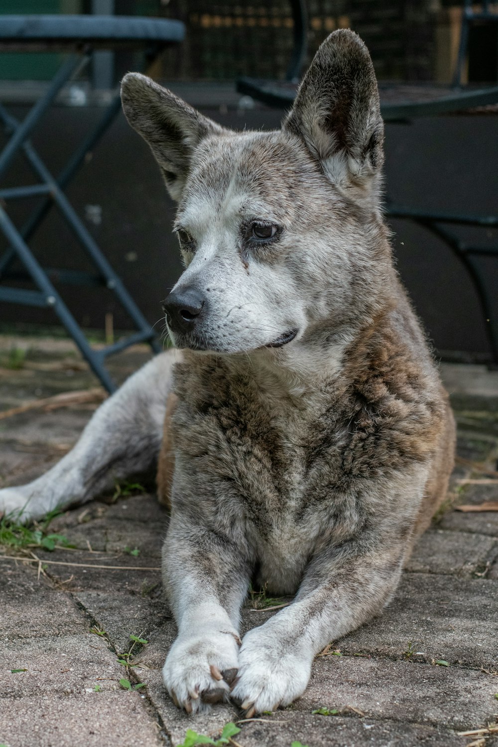 a dog laying on the ground next to a chair