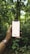 A hand holding a smartphone displaying a stock market chart in the foreground, set against a lush, green forest background. The hand wears a brown leather watch, and the dense foliage creates a natural, serene setting.