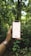 A hand holding a smartphone displaying a stock market chart in the foreground, set against a lush, green forest background. The hand wears a brown leather watch, and the dense foliage creates a natural, serene setting.