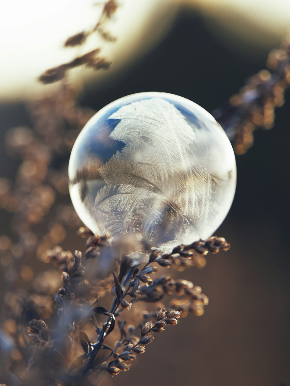 a clear bubble sitting on top of a plant