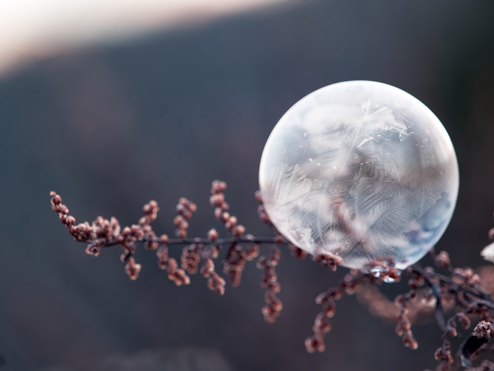 a close up of a bubble on a tree branch