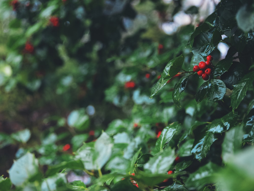 a bush with red berries and green leaves