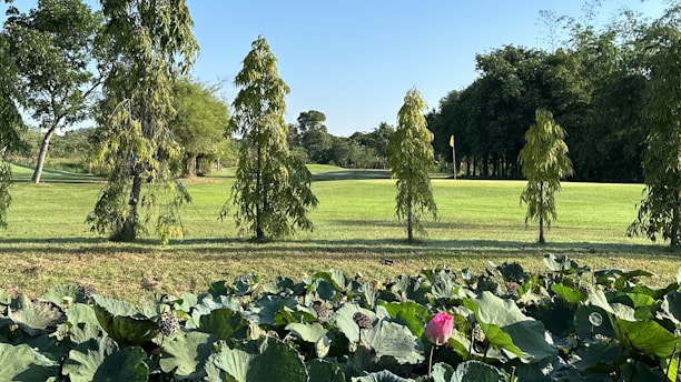 A landscape featuring a neatly trimmed lawn with rows of young trees and a dense forest in the background. In the foreground, there are large, green leaves with a single blooming pink flower. A golf course flag is visible in the distance among the trees.