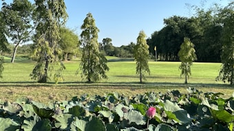 A landscape featuring a neatly trimmed lawn with rows of young trees and a dense forest in the background. In the foreground, there are large, green leaves with a single blooming pink flower. A golf course flag is visible in the distance among the trees.