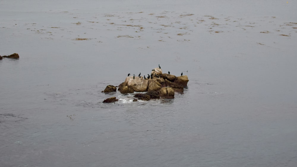 a flock of birds sitting on top of a rock in the water