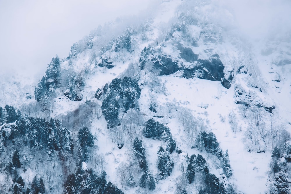 uma montanha coberta de neve ao lado de uma floresta