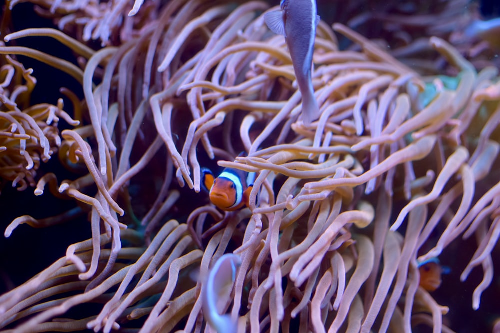 a clown fish hiding in a sea anemone