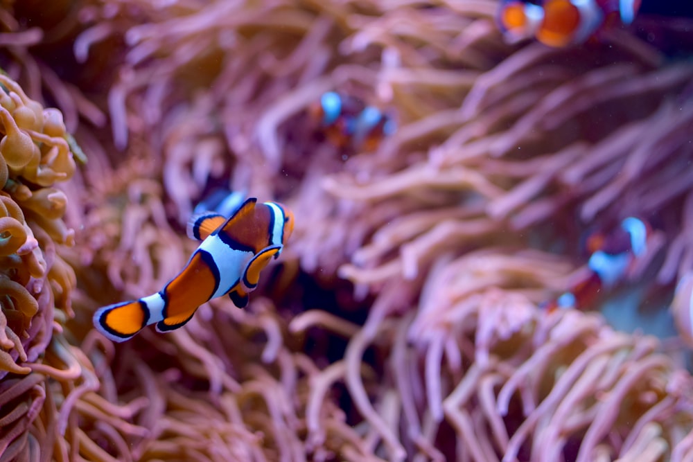 clown fish swimming in an anemone anemone anemone anemon