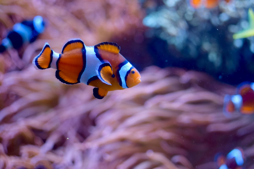 an orange and white clown fish in an aquarium