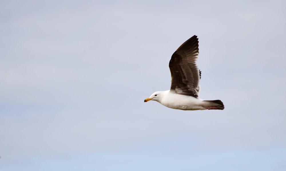 a seagull flying in the sky with its wings spread