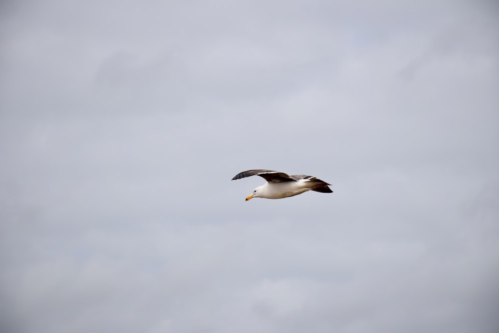 a seagull flying through a cloudy sky